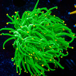 Cotten Candy torch Euphyllia Coral with flowing tentacles in reef aquarium