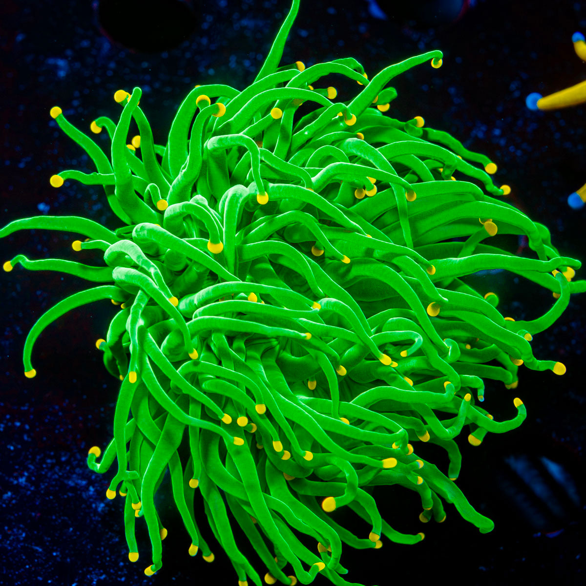 Cotten Candy torch Euphyllia Coral with flowing tentacles in reef aquarium