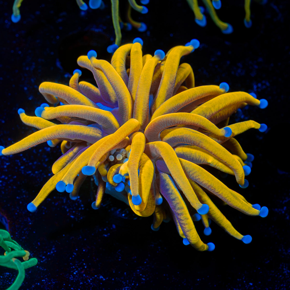 Gold Torch Euphyllia Coral with flowing tentacles in reef aquarium