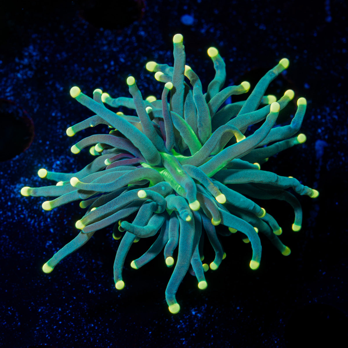 Panther Torch Euphyllia Coral with flowing tentacles in reef aquarium
