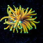 Hellfire Torch Euphyllia Coral with flowing tentacles in reef aquarium