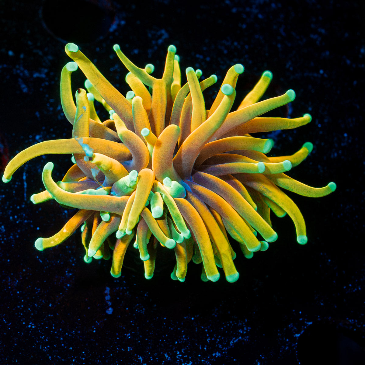 Hellfire Torch Euphyllia Coral with flowing tentacles in reef aquarium