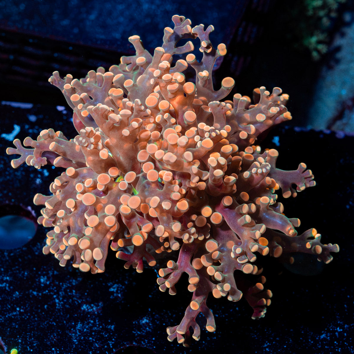 Peach FrogSpawn Euphyllia Coral with branching fleshy heads in reef aquarium