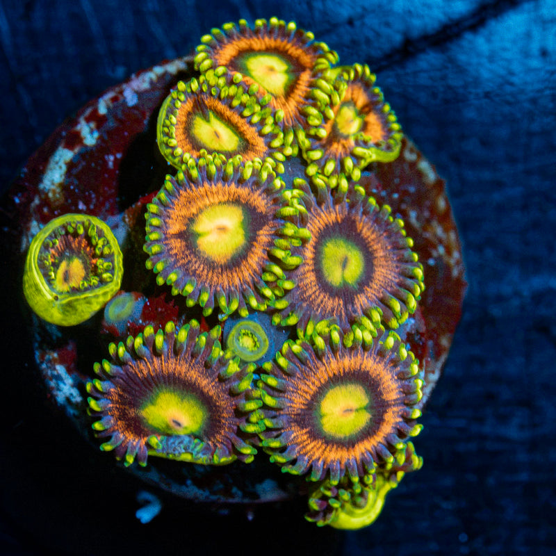 Kamikaze Zoanthid Coral