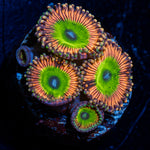 Candy Apple Pink Zoanthid colony growth in reef aquarium