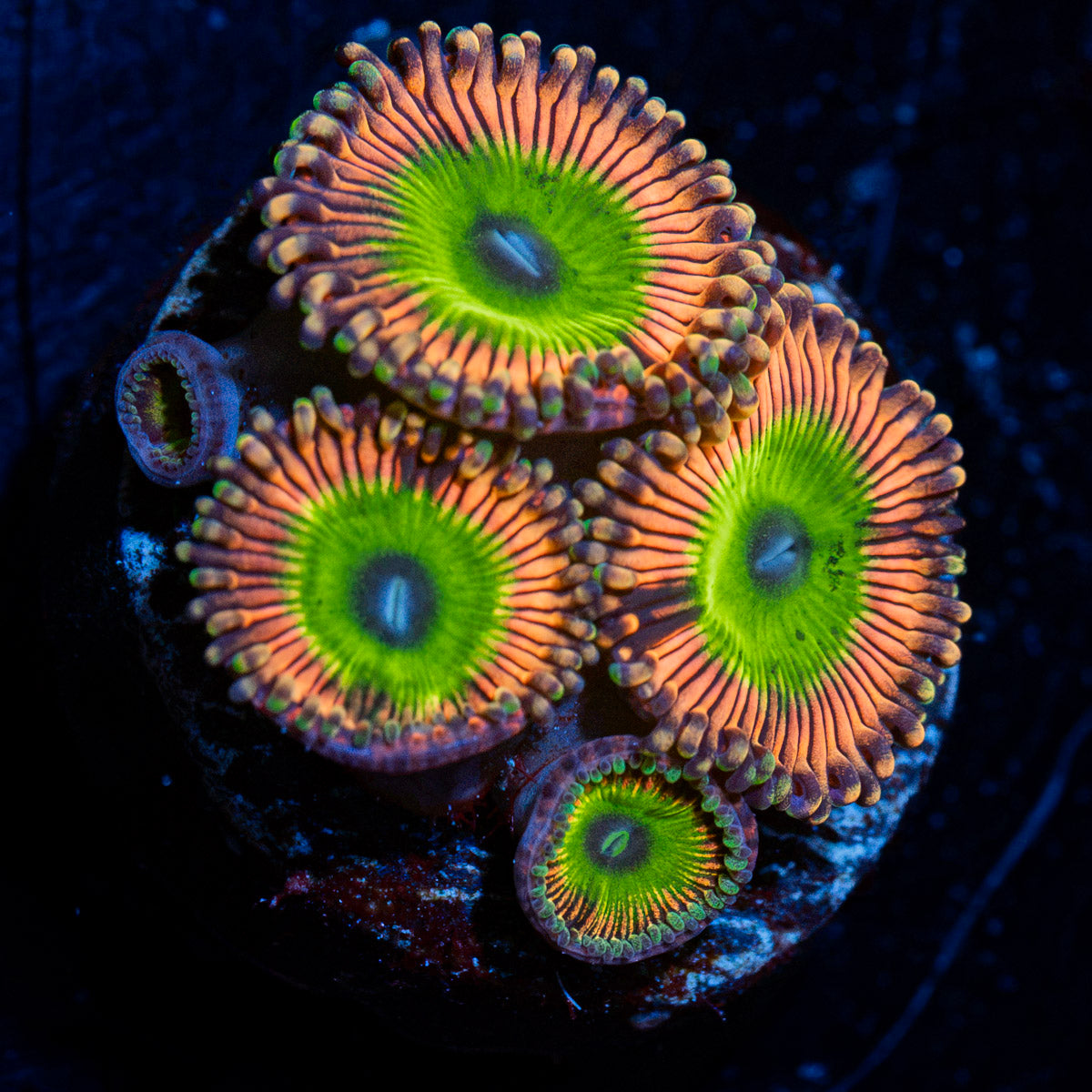 Candy Apple Pink Zoanthid colony growth in reef aquarium