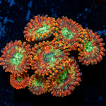 Dark Magician Zoanthid colony growth in reef aquarium