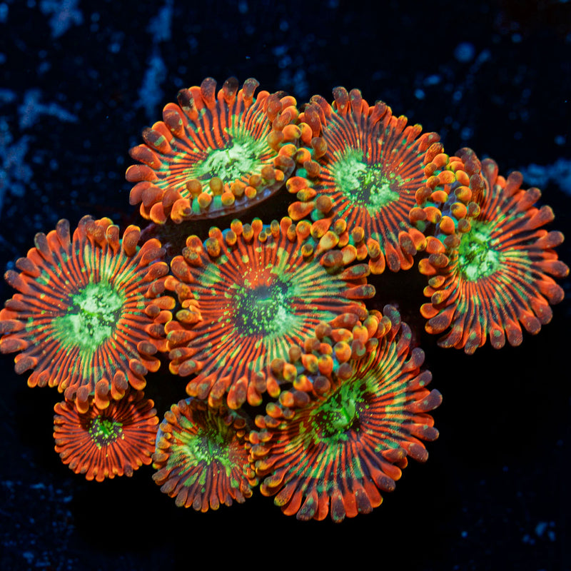Dark Magician Zoanthid Coral