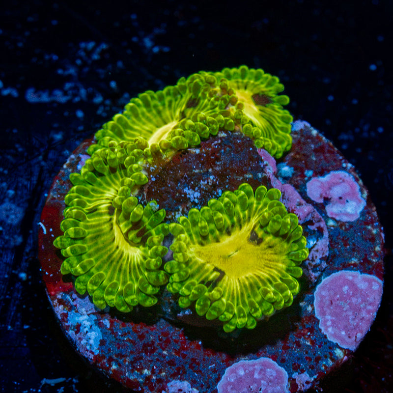 Emerald Murals Zoanthid Coral