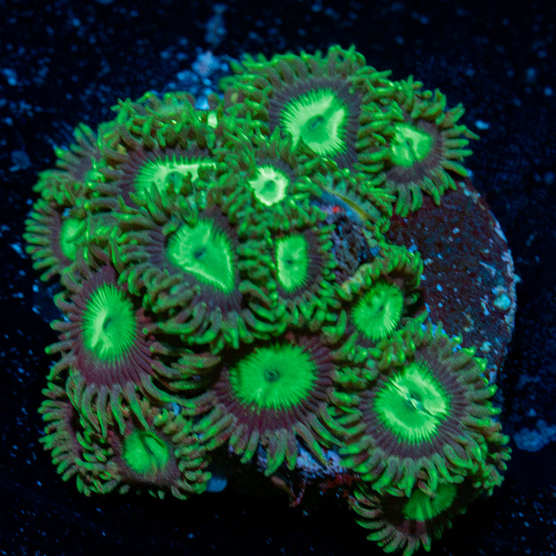 red goniopora Coral