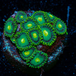 Green Bay Packer Zoanthid colony growth in reef aquarium