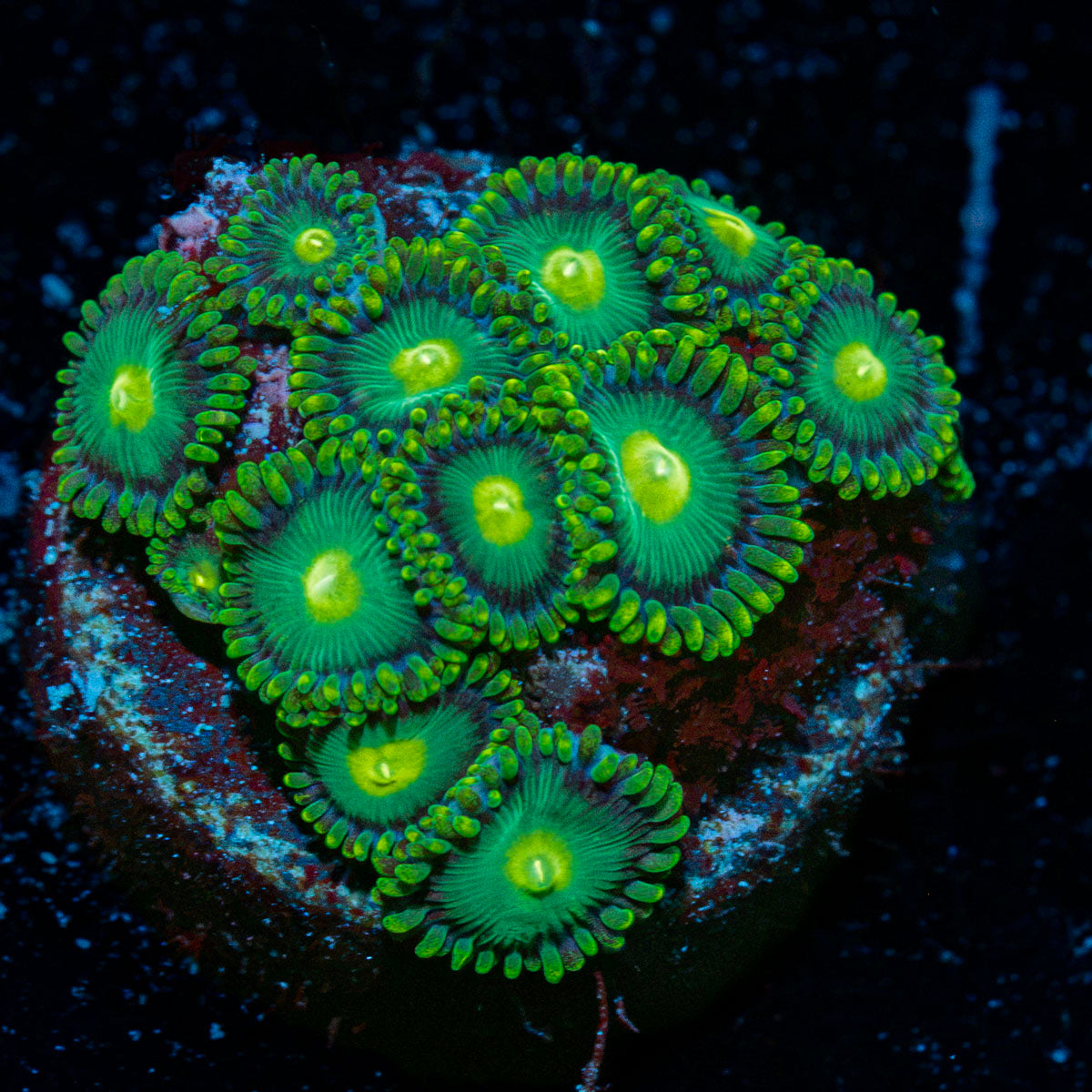 Green Bay Packer Zoanthid colony growth in reef aquarium