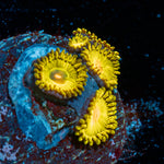 Golden Gods Zoanthid with colony growth in reef aquarium