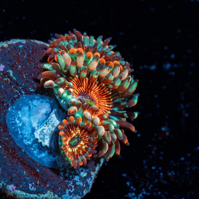 Seduction zoanthid Coral