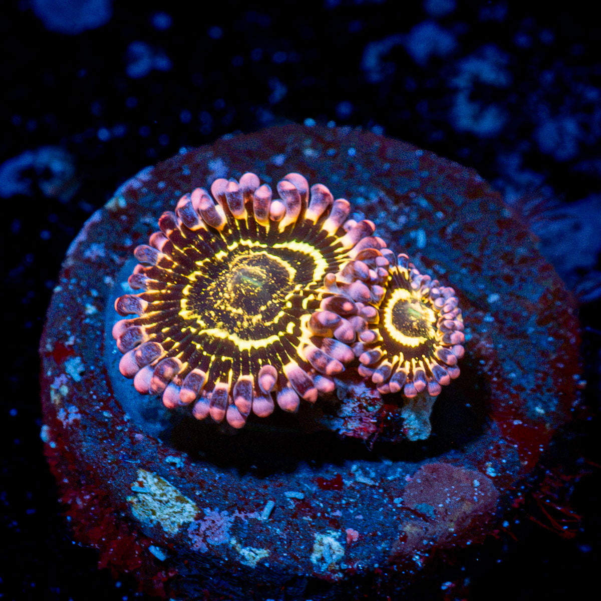 Stratosphere Zoanthid colony growth in reef aquarium