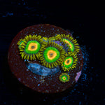 Rasta Zoanthid Coral colony growth in reef aquarium