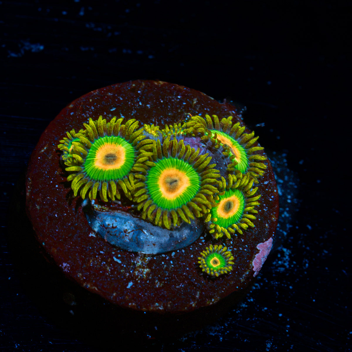 Rasta Zoanthid Coral colony growth in reef aquarium