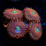 Dark Magician Zoanthid Coral colony growth in reef aquarium
