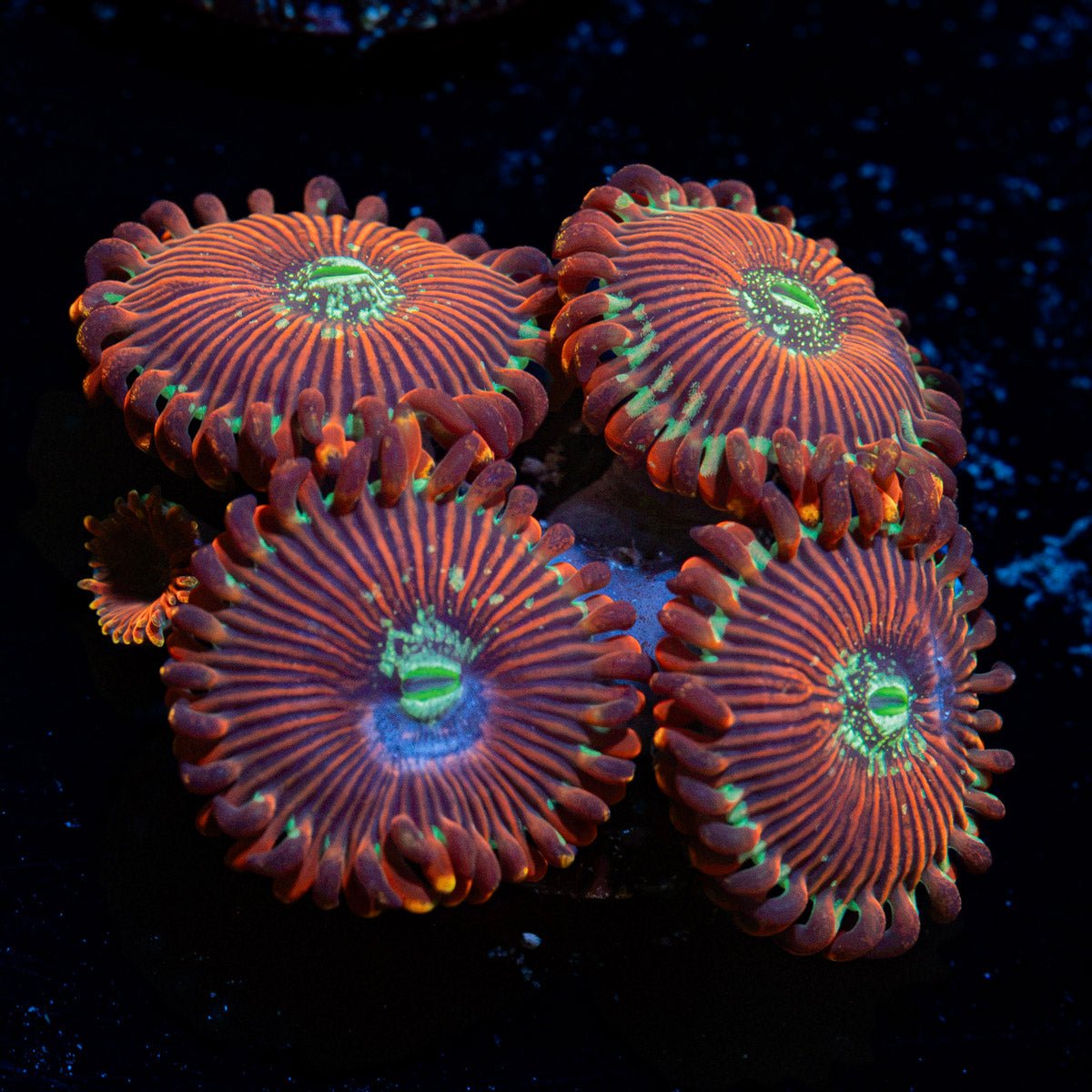 Dark Magician Zoanthid Coral colony growth in reef aquarium