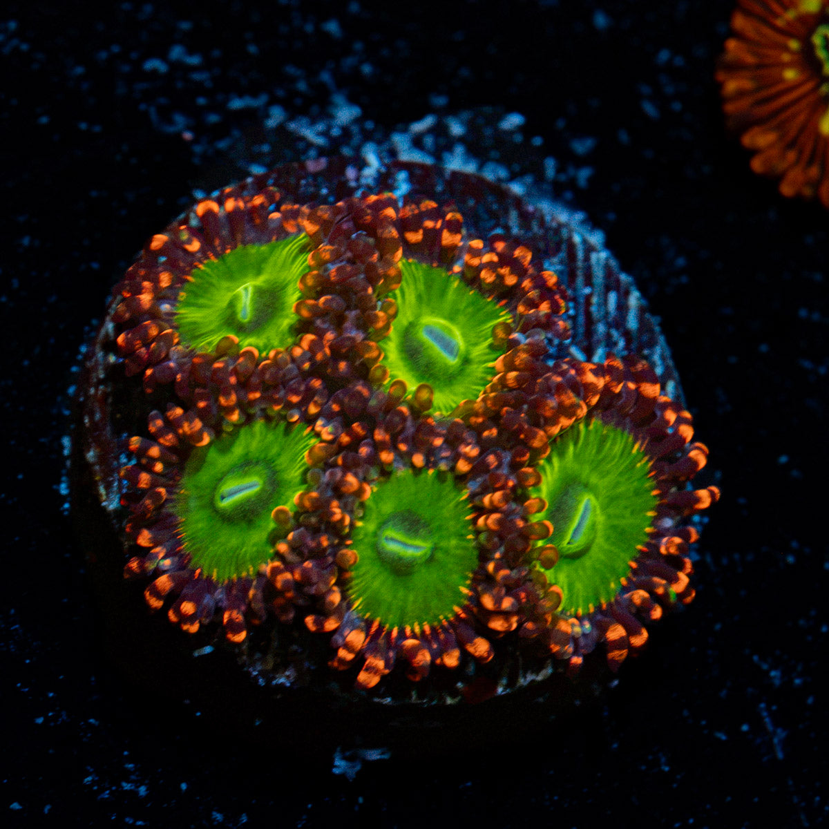 Candy Apple Red Zoanthid coral colony growth in reef aquarium