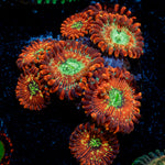 Dark Magician Zoanthid Coral colony growth in reef aquarium