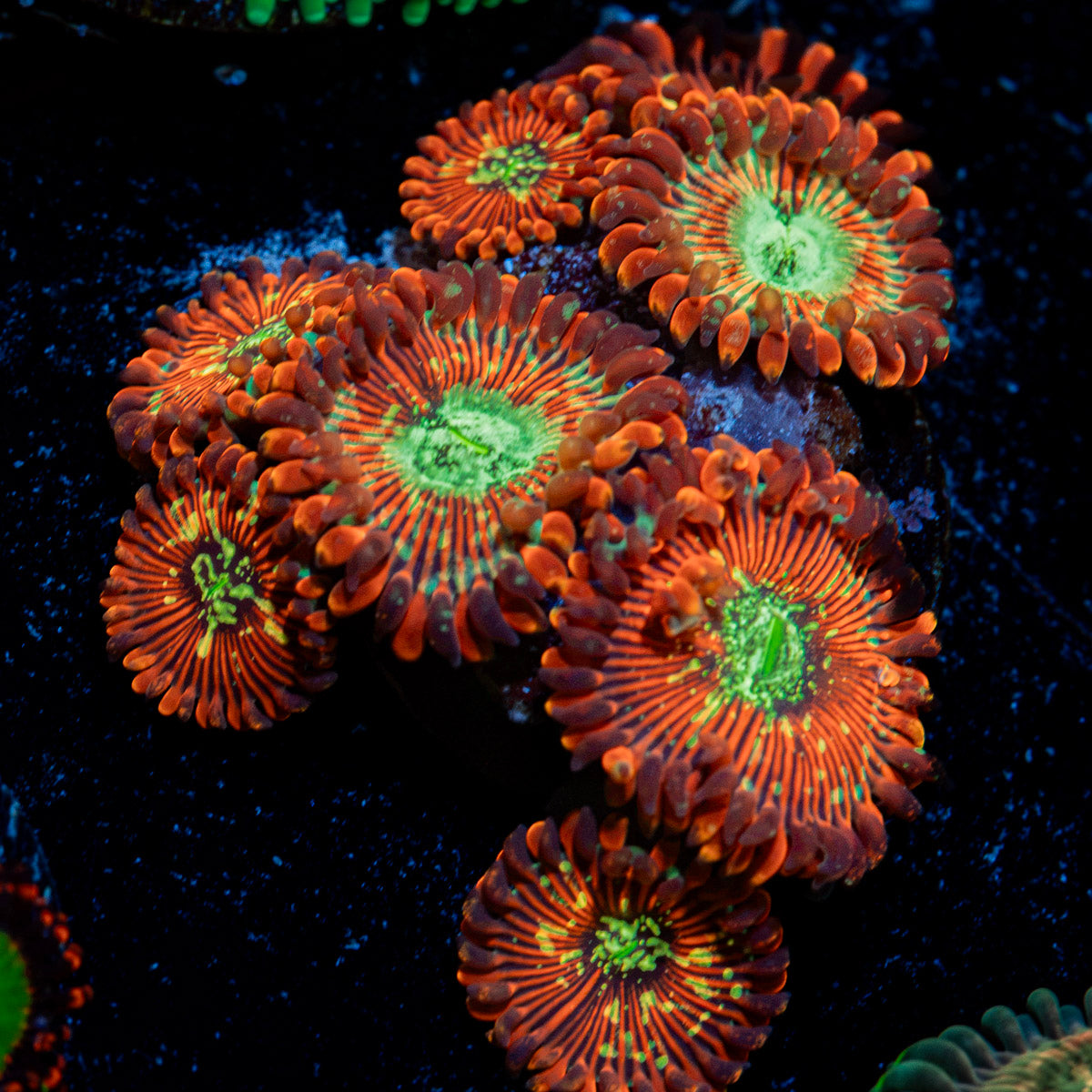 Dark Magician Zoanthid Coral colony growth in reef aquarium