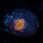 Stratosphere Zoanthid Coral colony growth in reef aquarium