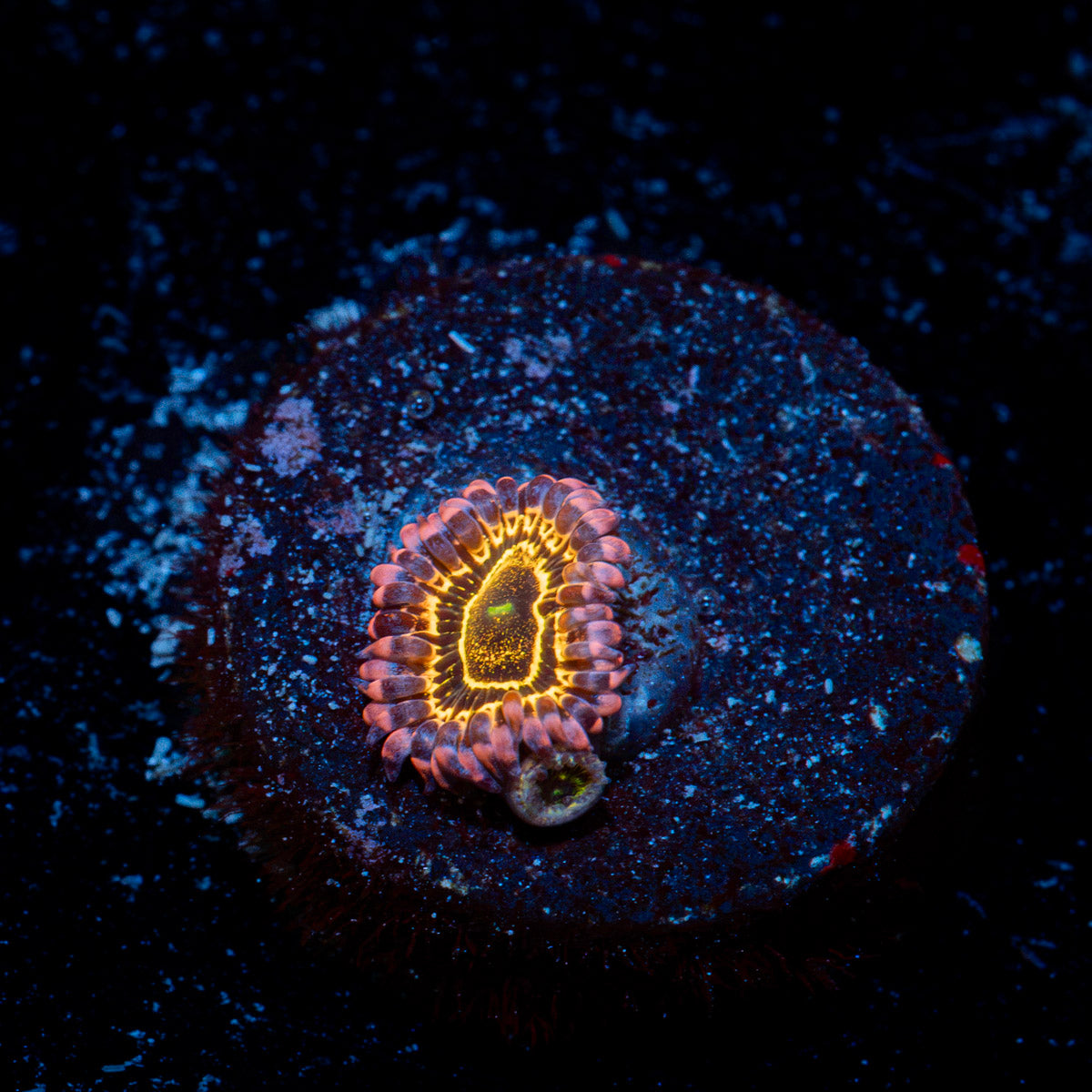 Stratosphere Zoanthid Coral colony growth in reef aquarium