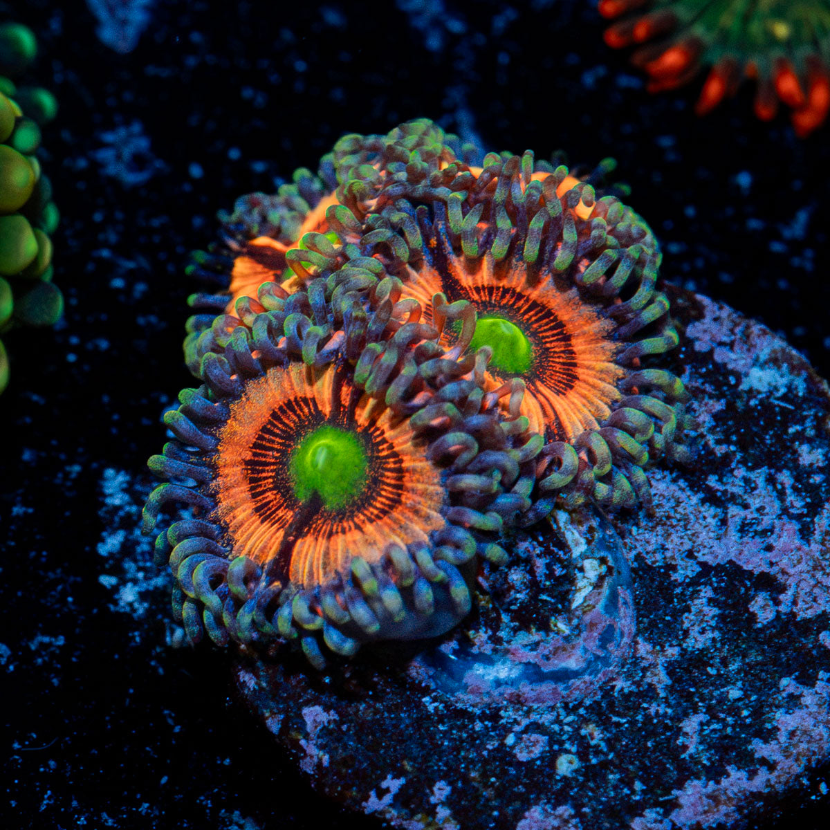 Gobstopper Zoanthid Coral colony growth in reef aquarium