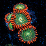 Blueberry Yum yum Zoanthid coral colony growth in reef aquarium