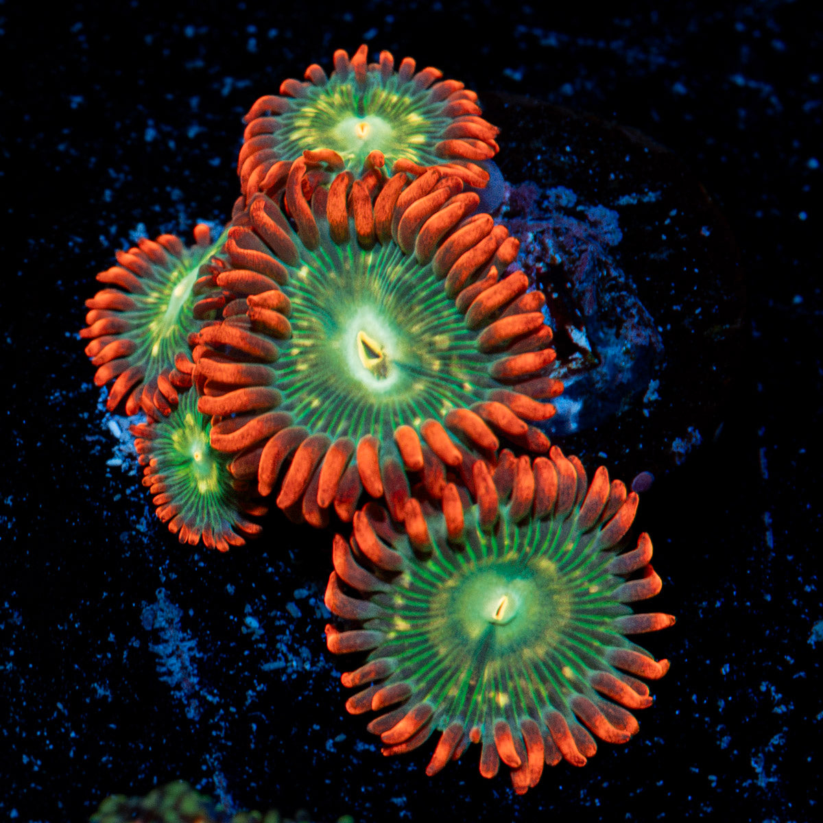 Blueberry Yum yum Zoanthid coral colony growth in reef aquarium