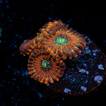 Dark Magician Zoanthid Coral colony growth in reef aquarium