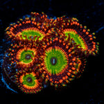 Bowsers Zoanthid Coral colony growth in reef aquarium