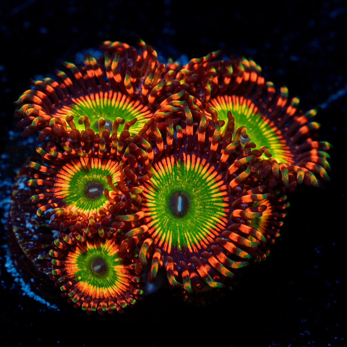 Bowsers Zoanthid Coral colony growth in reef aquarium