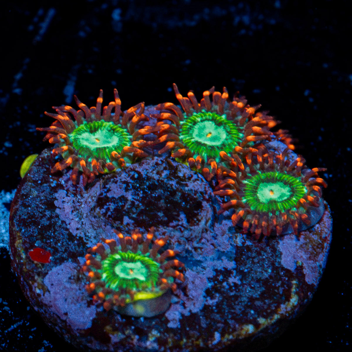 Valyrian Steel Zoanthid Coral colony growth in reef aquarium