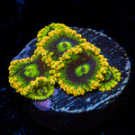 Rainbow Yoda's Zoanthid Coral colony growth in reef aquarium