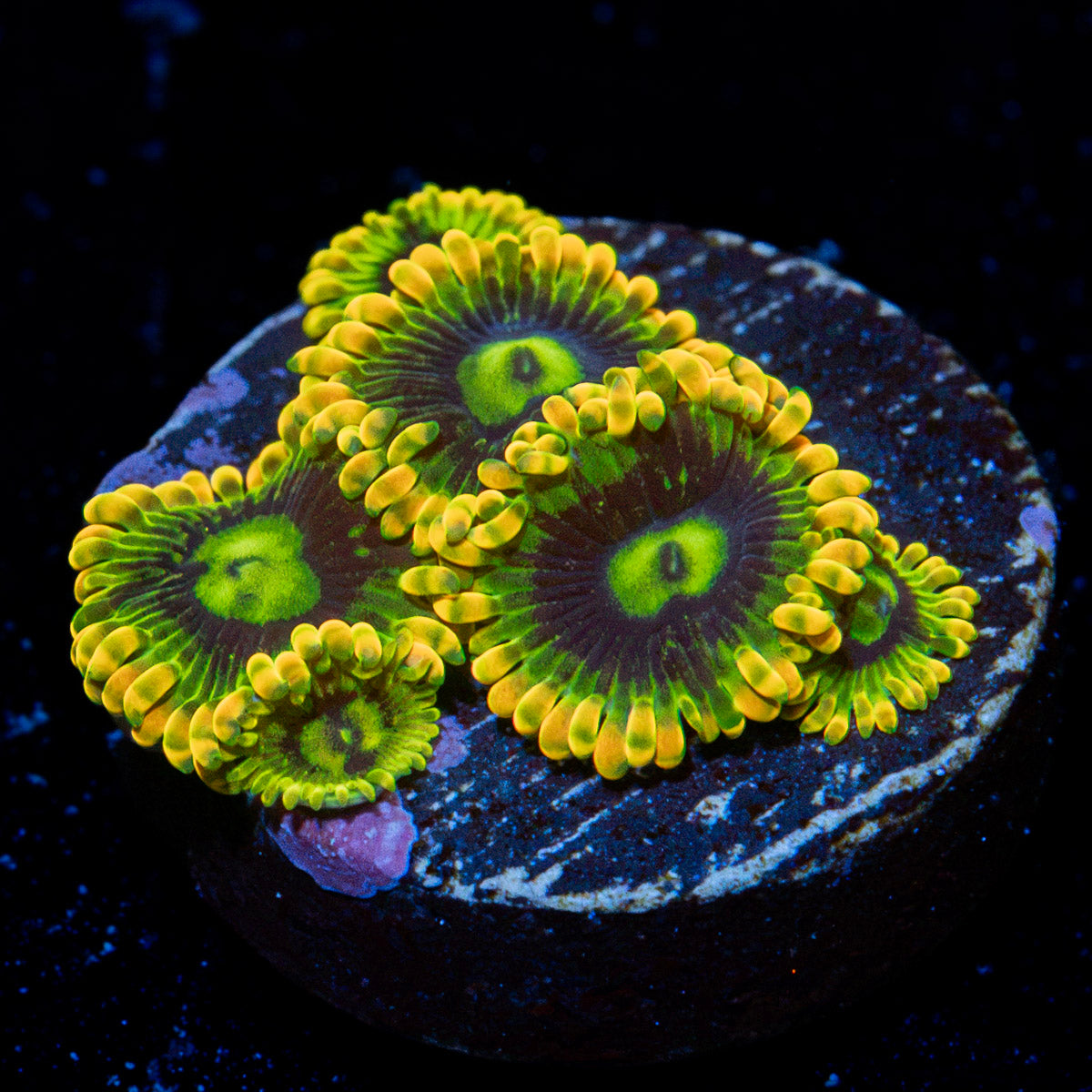 Rainbow Yoda's Zoanthid Coral colony growth in reef aquarium