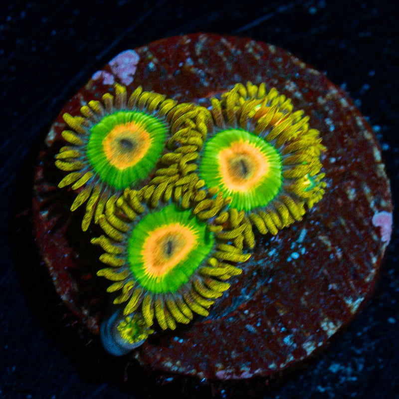 Rasta Zoanthid Coral