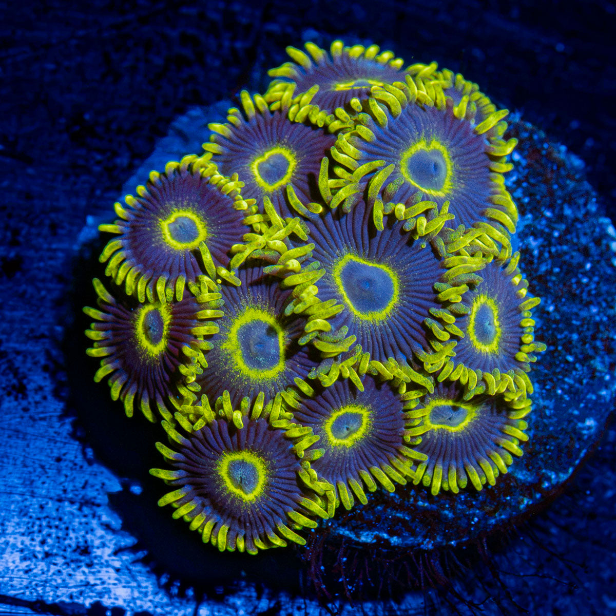 Blue Jays Zoanthid colony growth in reef aquarium