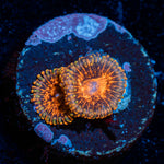 Darth Murals Zoanthid colony growth in reef aquarium