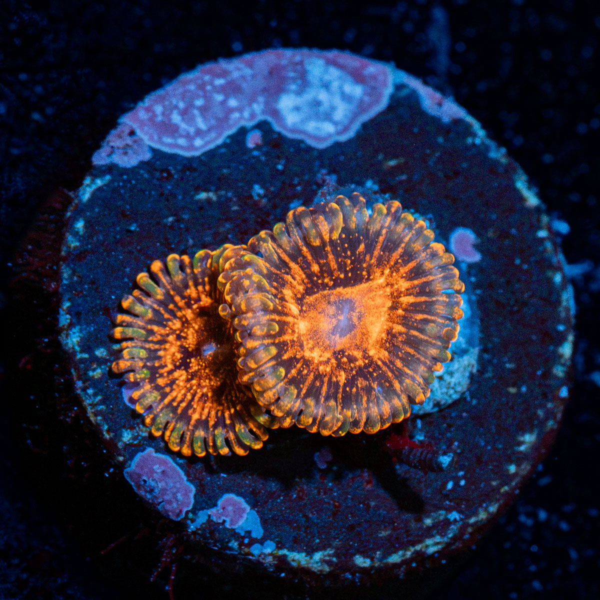 Darth Murals Zoanthid colony growth in reef aquarium