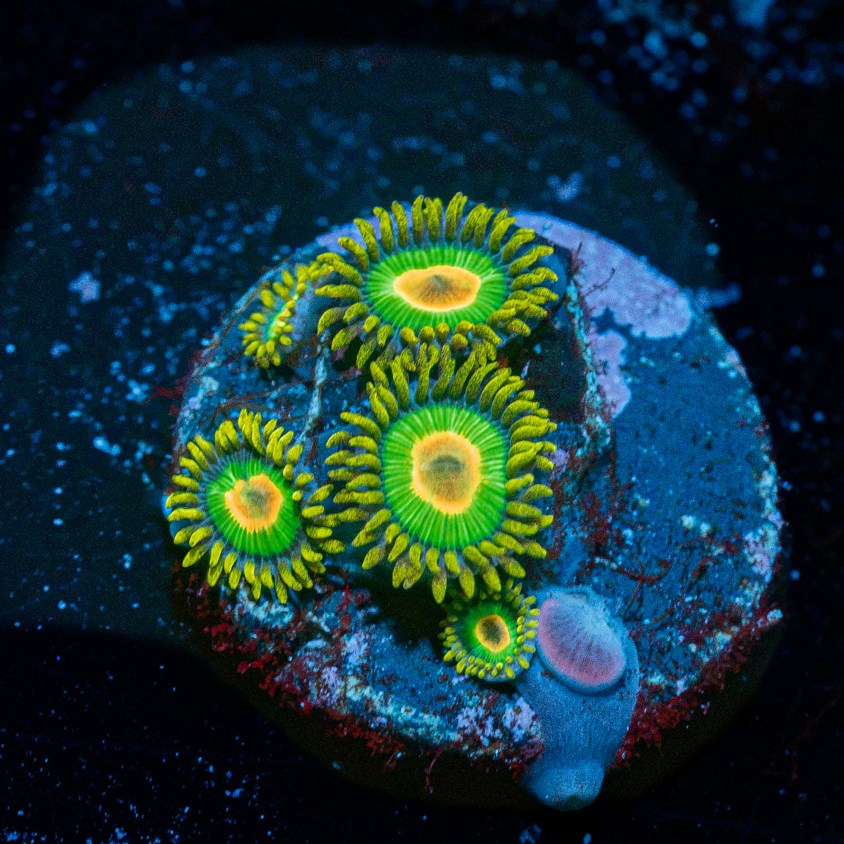 Rasta Zoanthid colony growth in reef aquarium environment