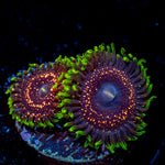 Psychosis Zoanthid colony growth in reef aquarium environment