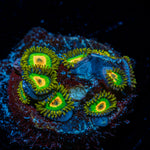 Rasta Zoanthid colony growth in reef aquarium