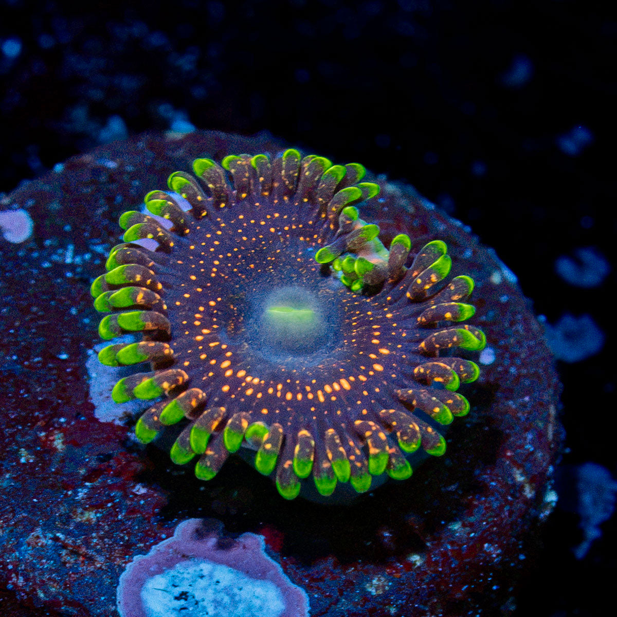 Psychosis Zoanthid colony growth in reef aquarium environment