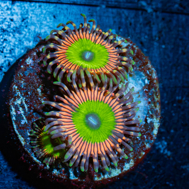 Candy Apple Pink Zoanthid Coral