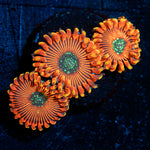 Dark Magicians Zoanthid colony growth in reef aquarium