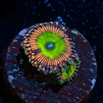 Candy Apple Pink Zoanthid colony growth in reef aquarium