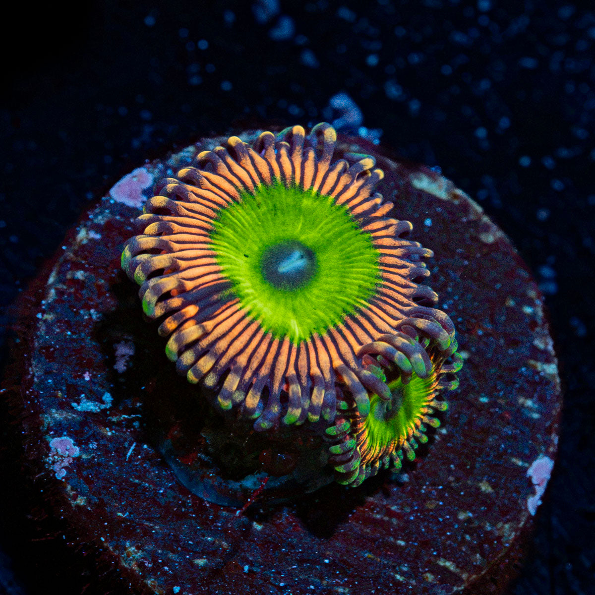 Candy Apple Pink Zoanthid colony growth in reef aquarium