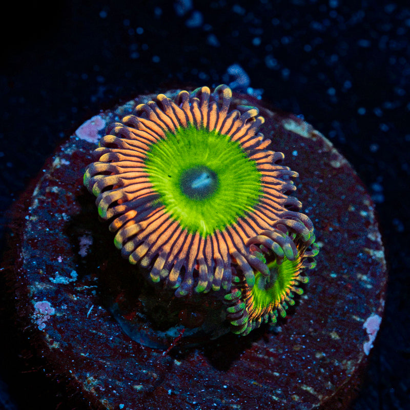Candy Apple Pink Zoanthid Coral